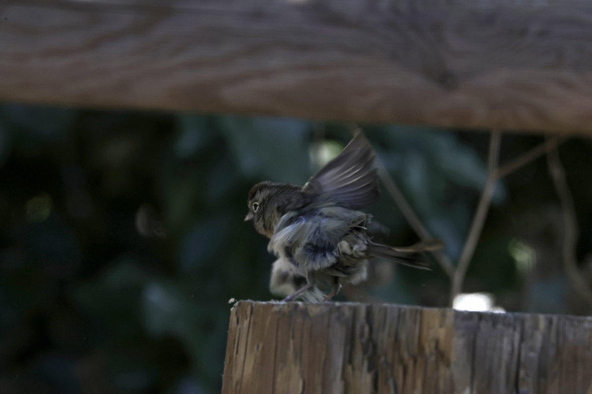 Rufous-crowned Sparrow - ML624108918