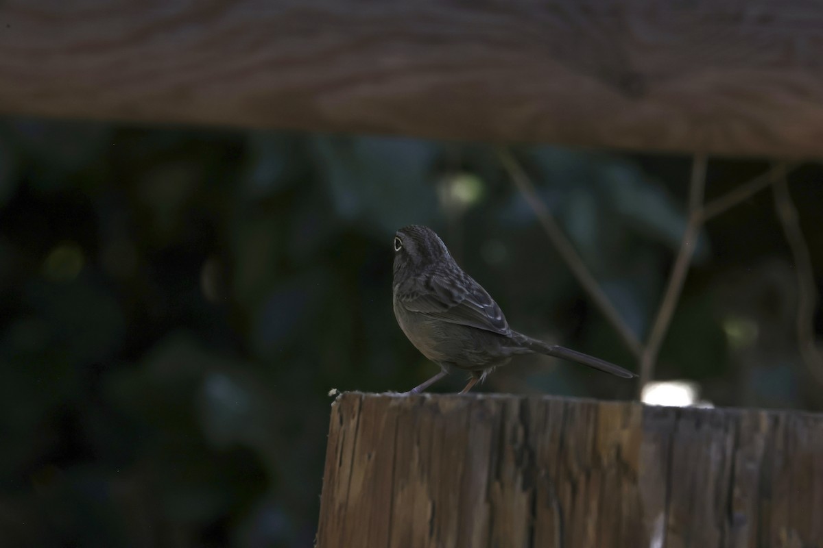 Rufous-crowned Sparrow - ML624108919