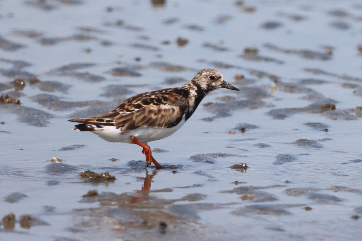 Ruddy Turnstone - ML624108929