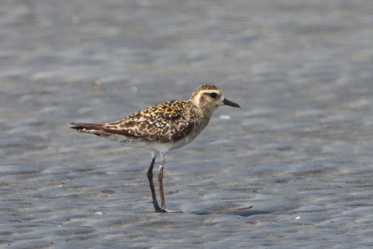 Chorlito Dorado Siberiano - ML624108942