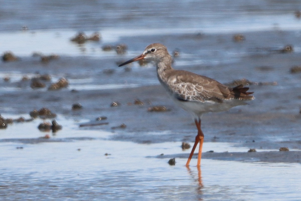 Common Redshank - ML624108946