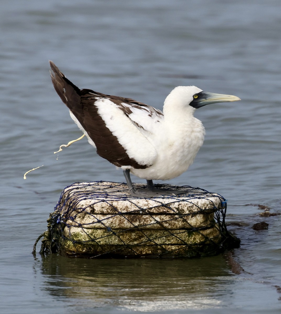 Masked Booby - ML624108956