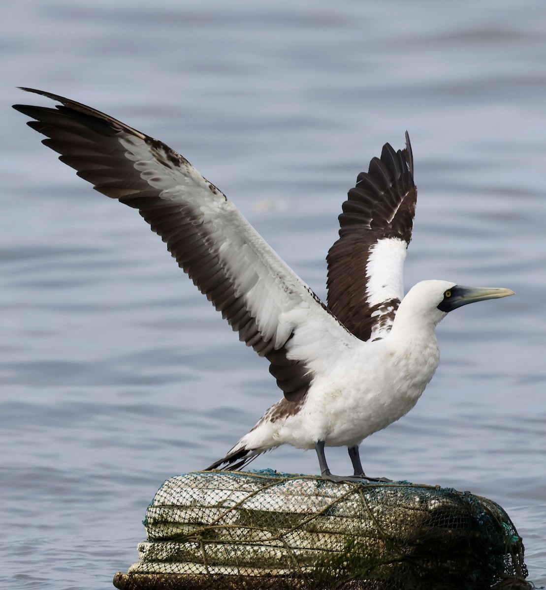 Masked Booby - ML624108957