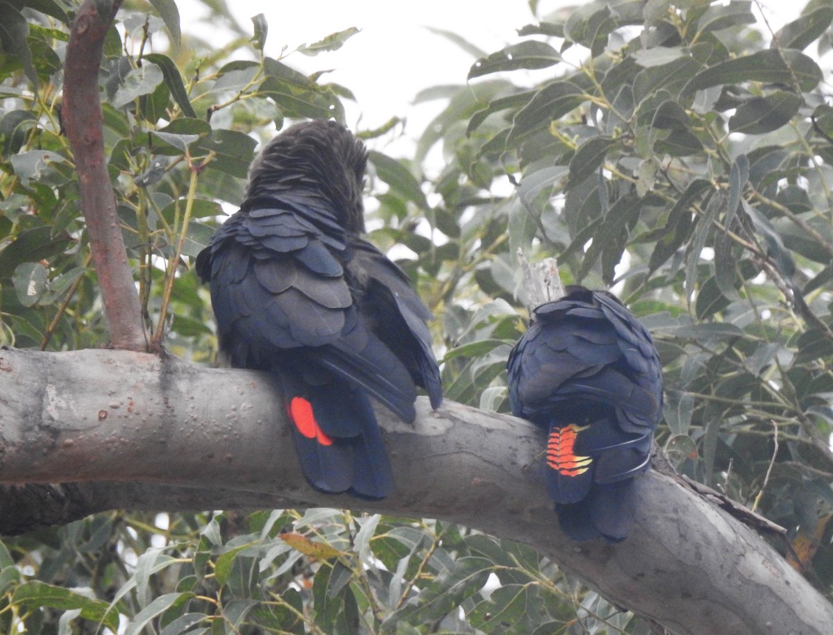 Glossy Black-Cockatoo - ML624108969