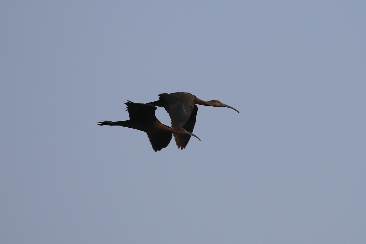 Glossy Ibis - Chris Kehoe