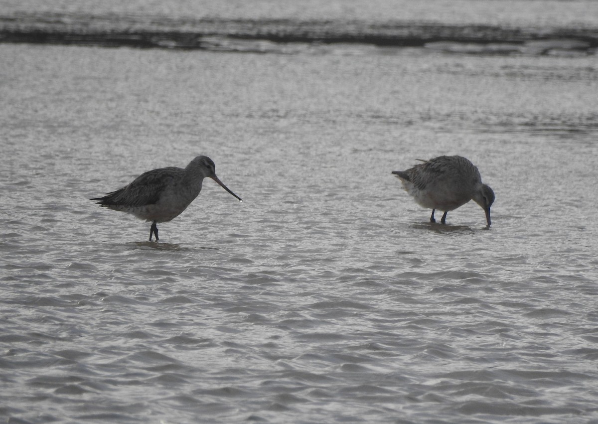 Bar-tailed Godwit - ML624108972