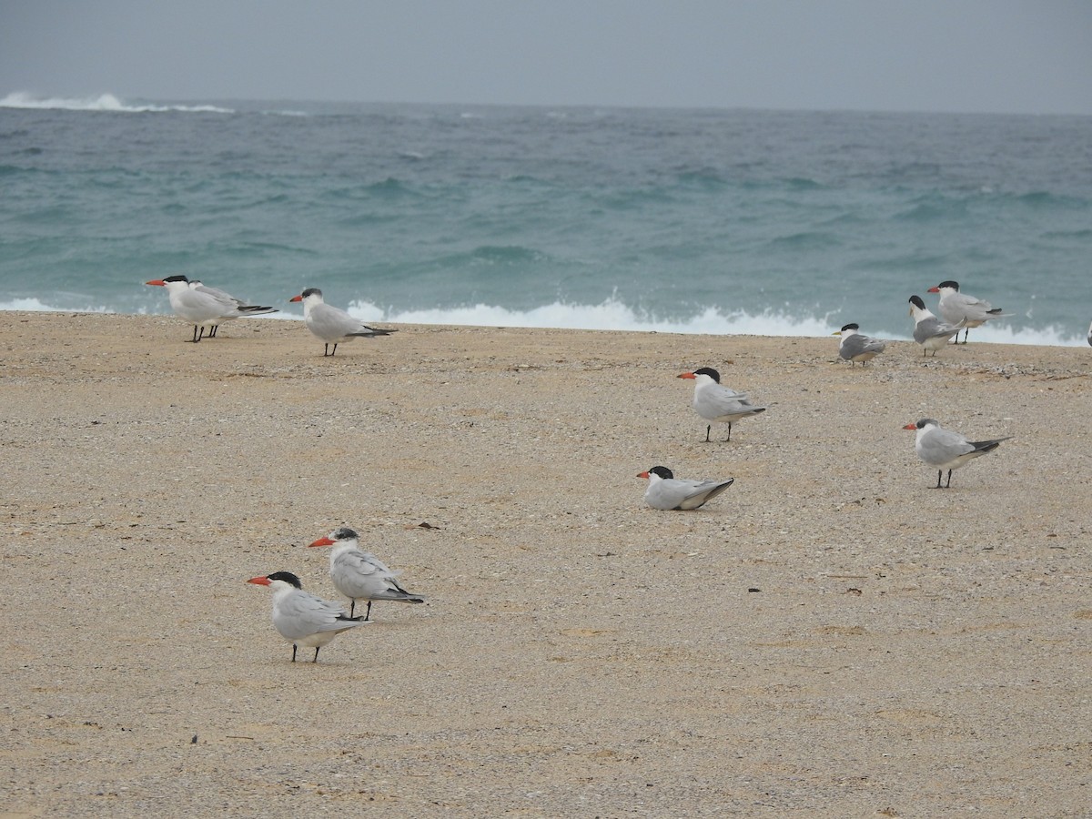 Caspian Tern - ML624108973