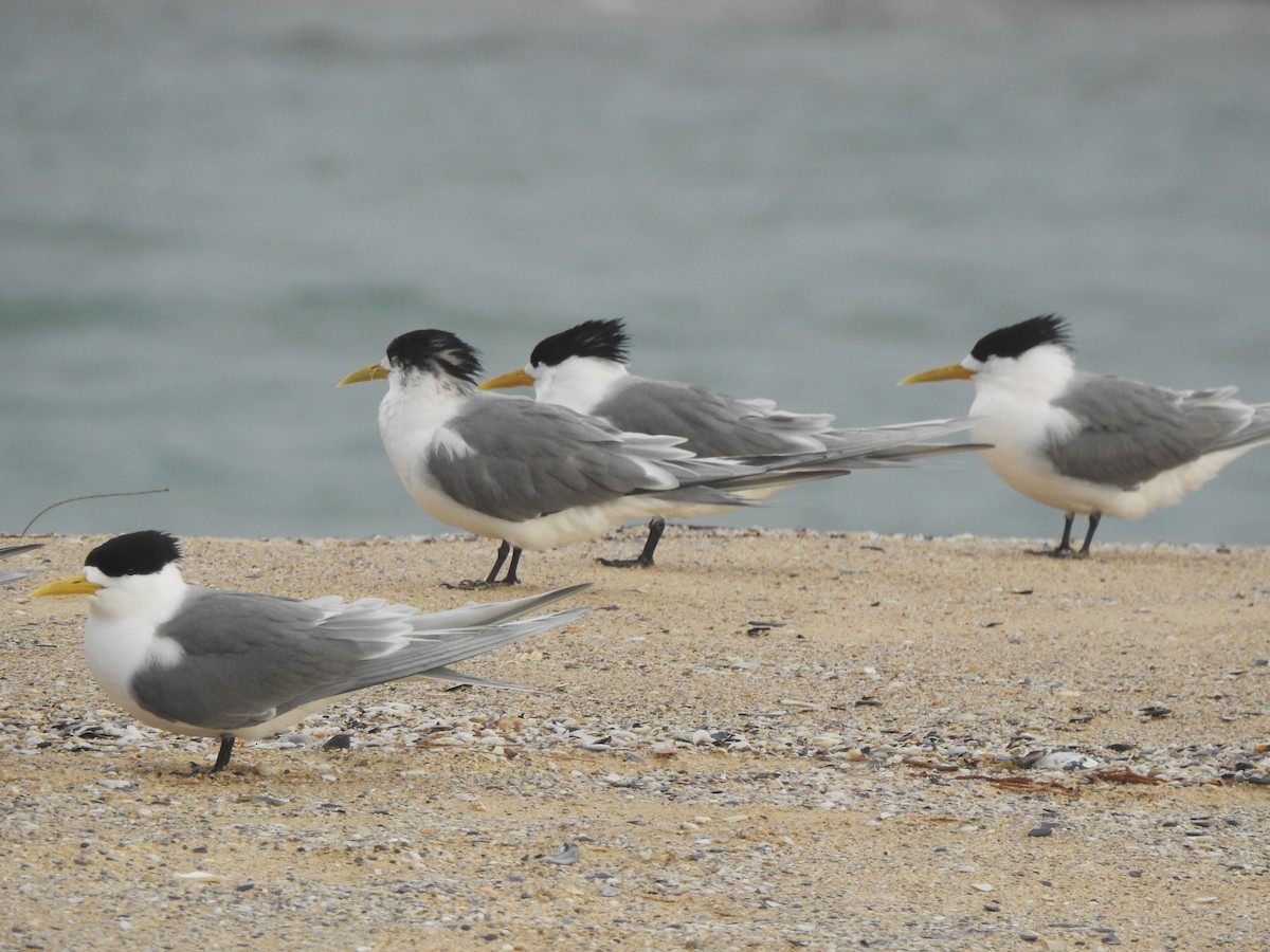 Great Crested Tern - Mark Ley