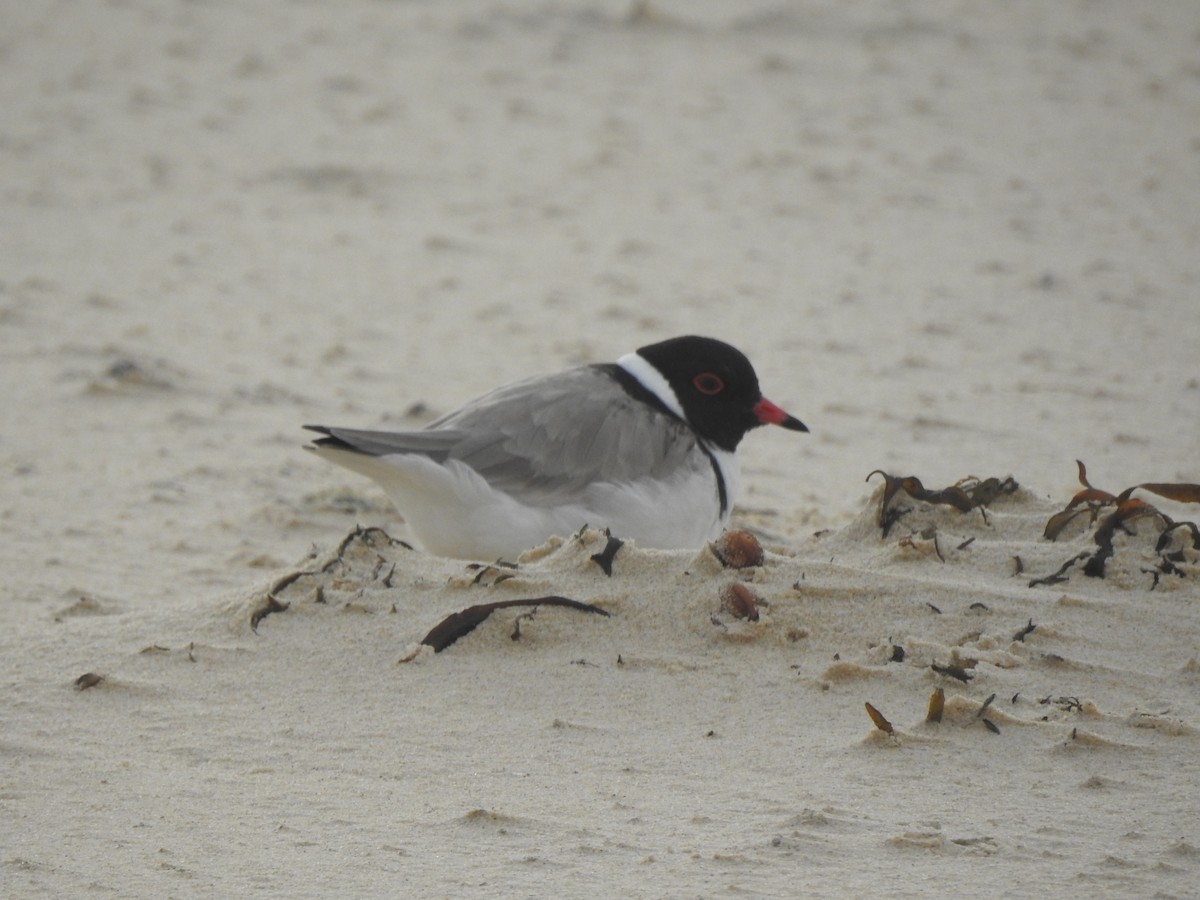 Hooded Plover - ML624108980