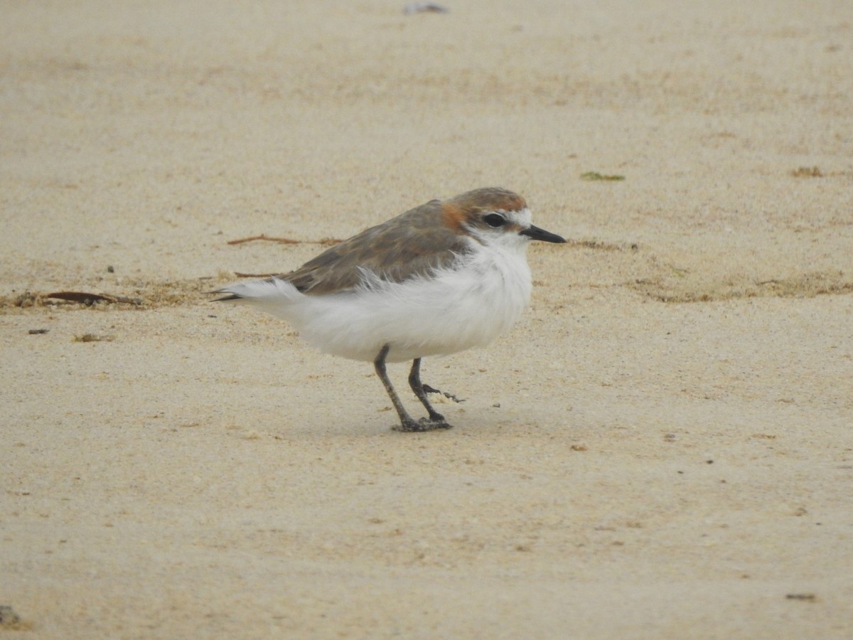 Red-capped Plover - ML624108983