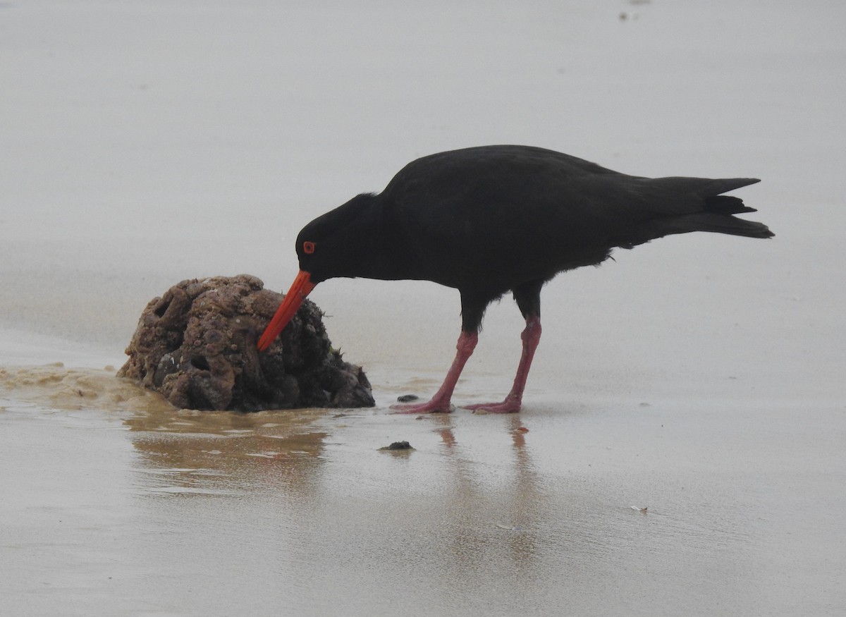 Sooty Oystercatcher - ML624108988