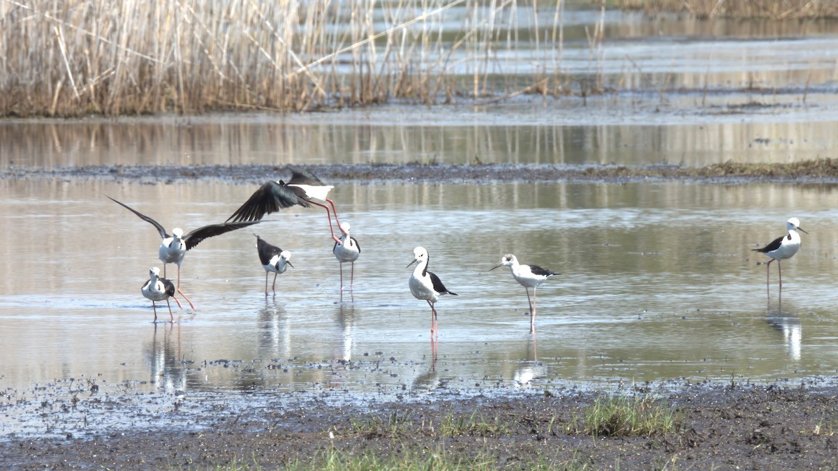 Pied Stilt - ML624108989