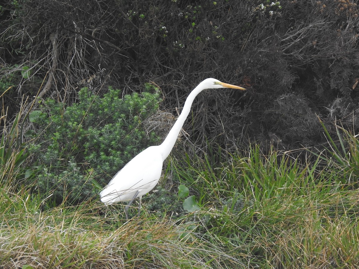 Great Egret - ML624108990