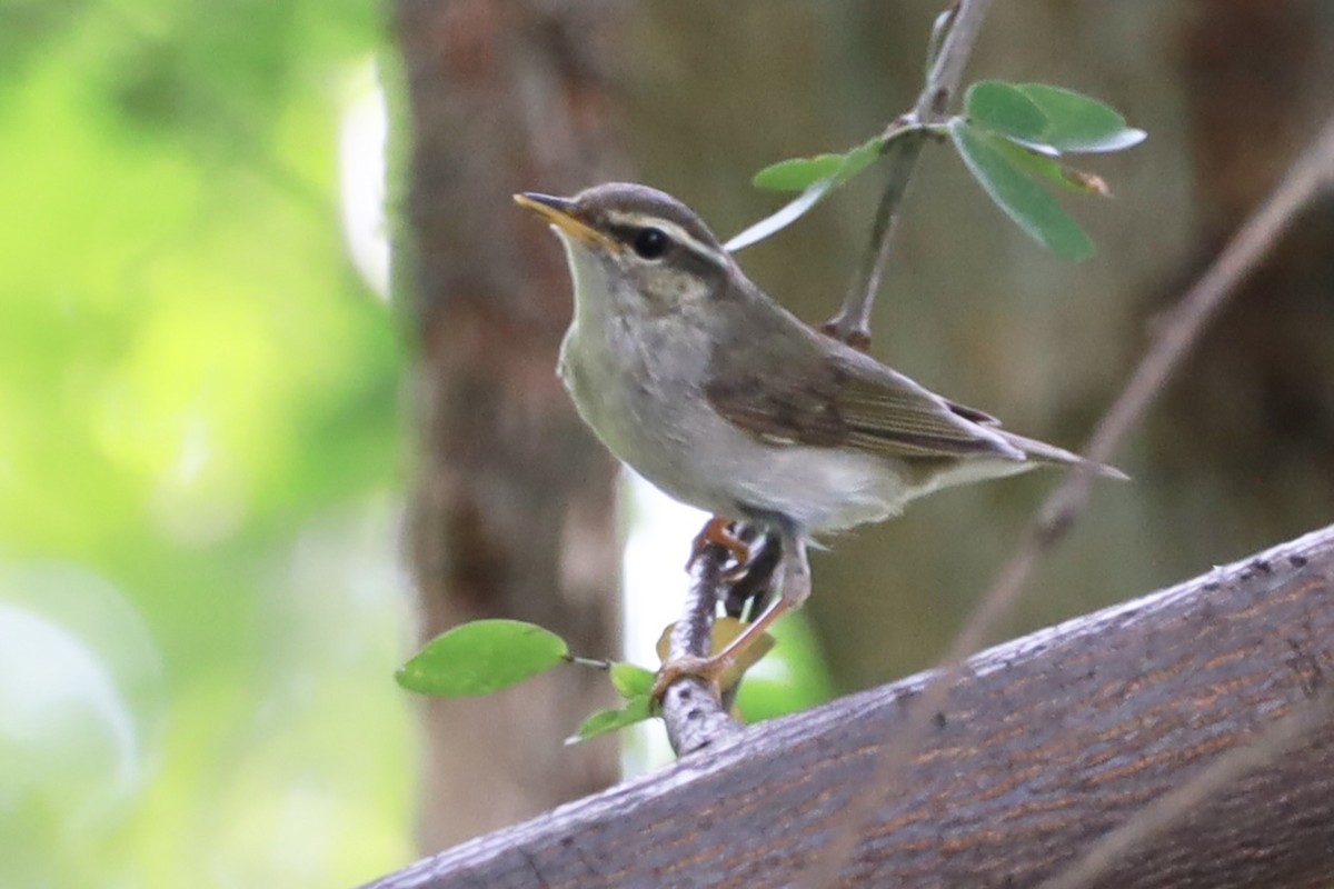 Arctic/Kamchatka Leaf Warbler - Peeramon Ngarmtipanont