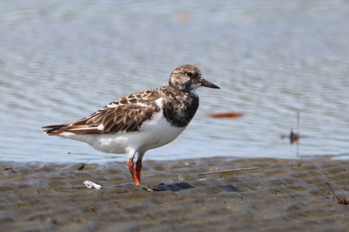 Ruddy Turnstone - ML624109000