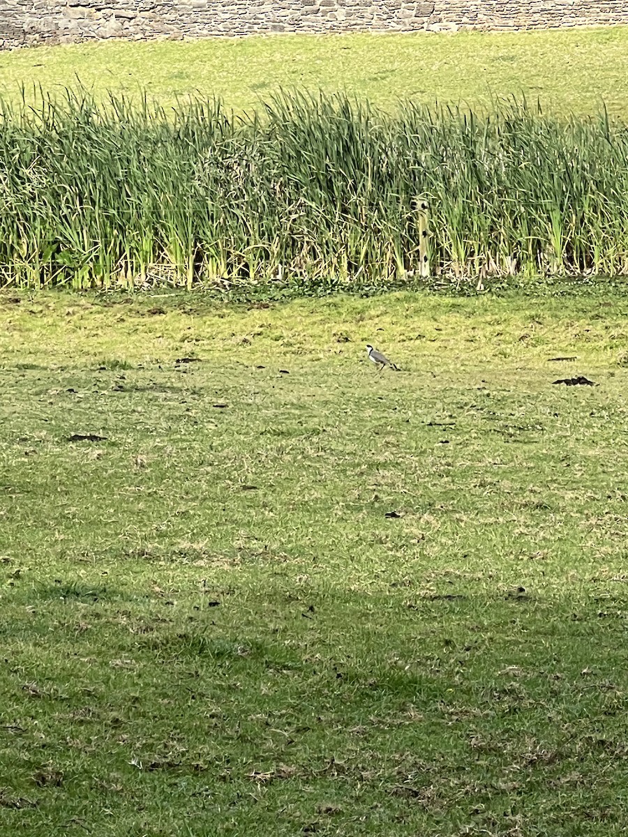 Masked Lapwing - ML624109016