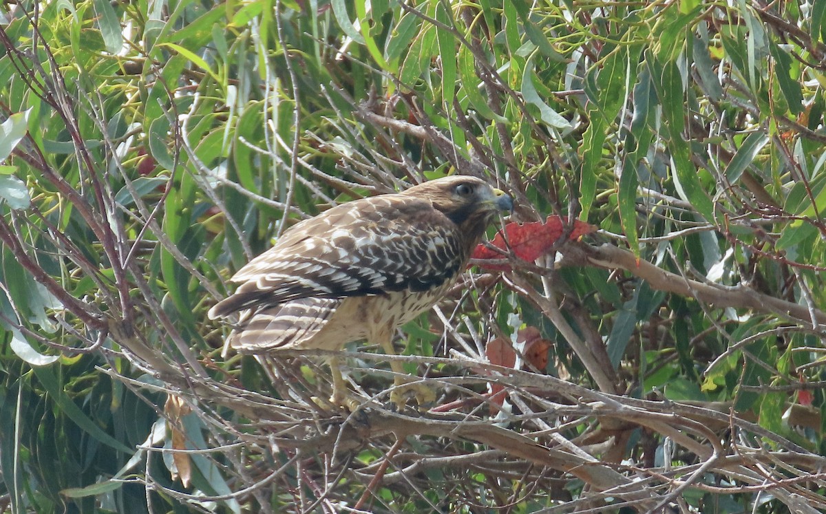 Red-shouldered Hawk - Petra Clayton