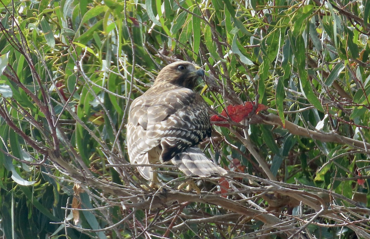 Red-shouldered Hawk - ML624109024