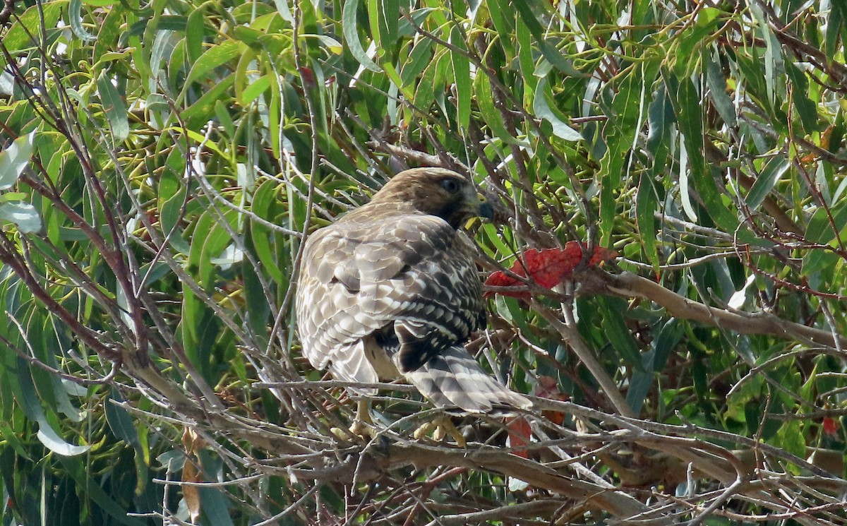 Red-shouldered Hawk - ML624109025