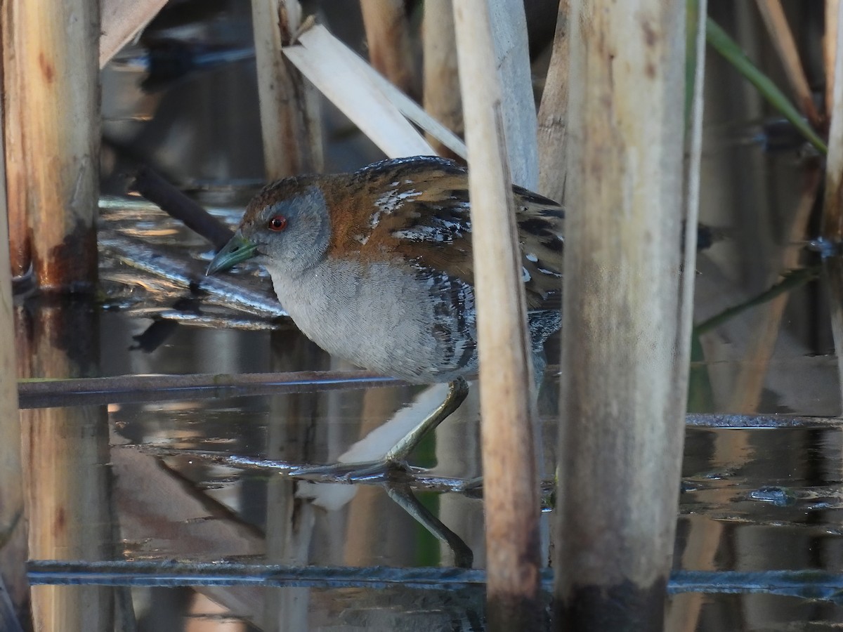 Baillon's Crake - Robert Boehm