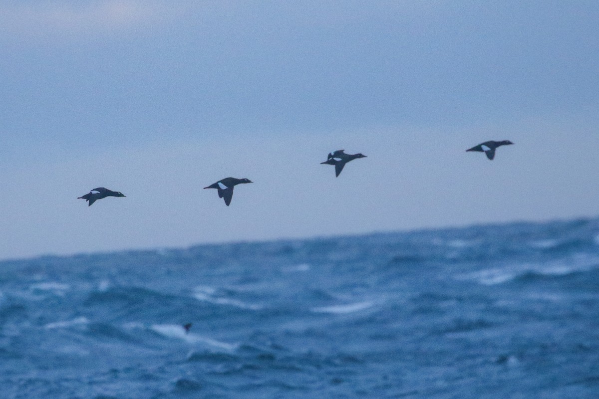 White-winged Scoter - ML624109058