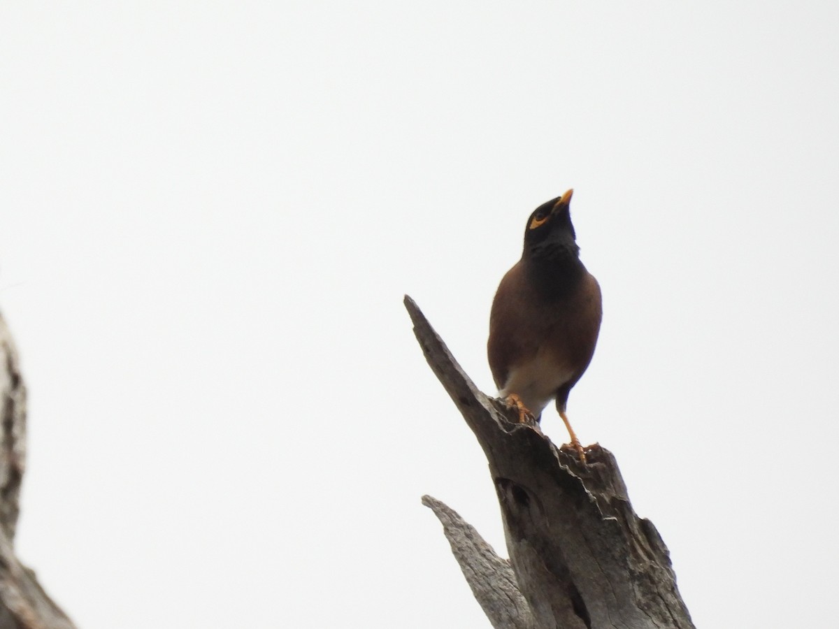 Common Myna - ML624109069