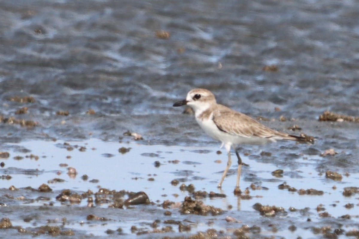 Siberian Sand-Plover - ML624109070