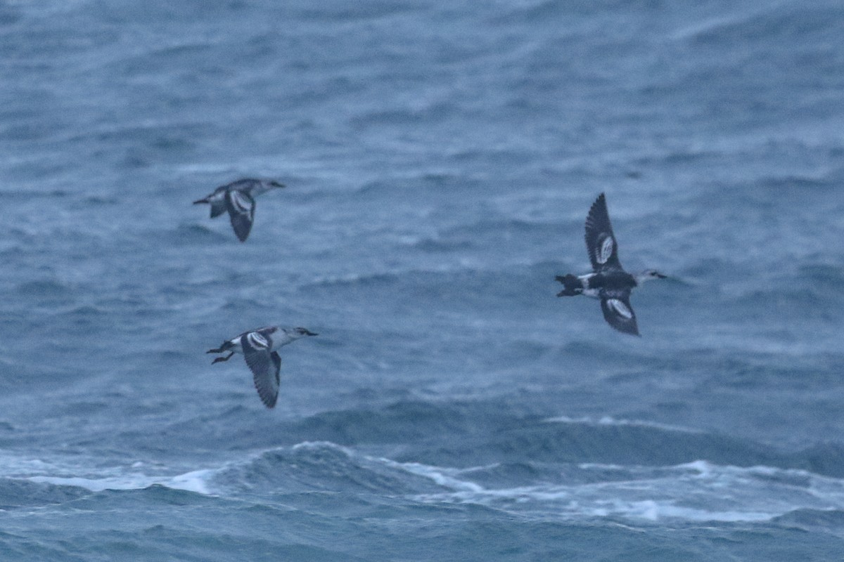 Pigeon Guillemot - ML624109093