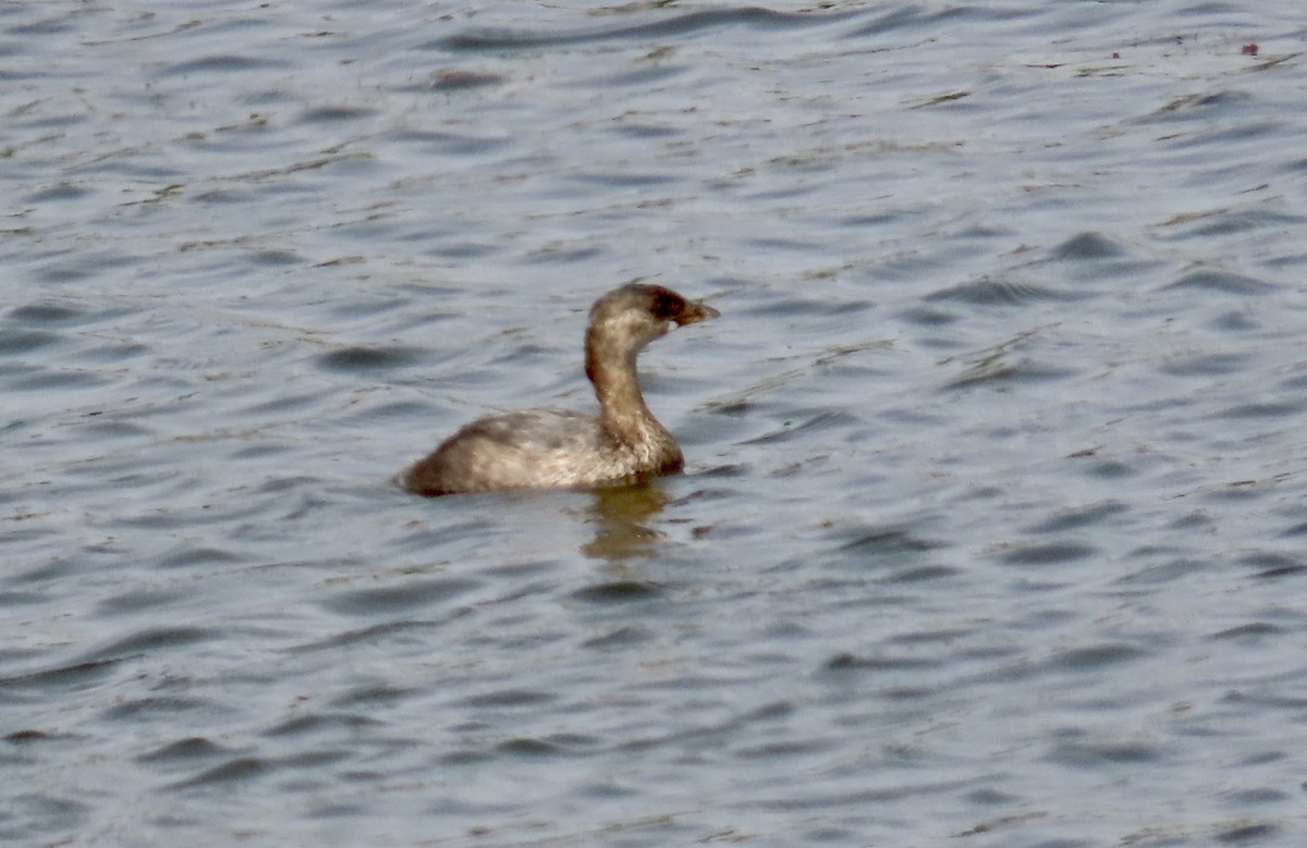 Pied-billed Grebe - ML624109114