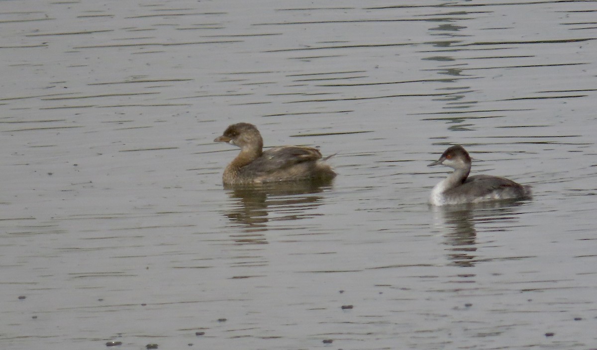 Pied-billed Grebe - ML624109115