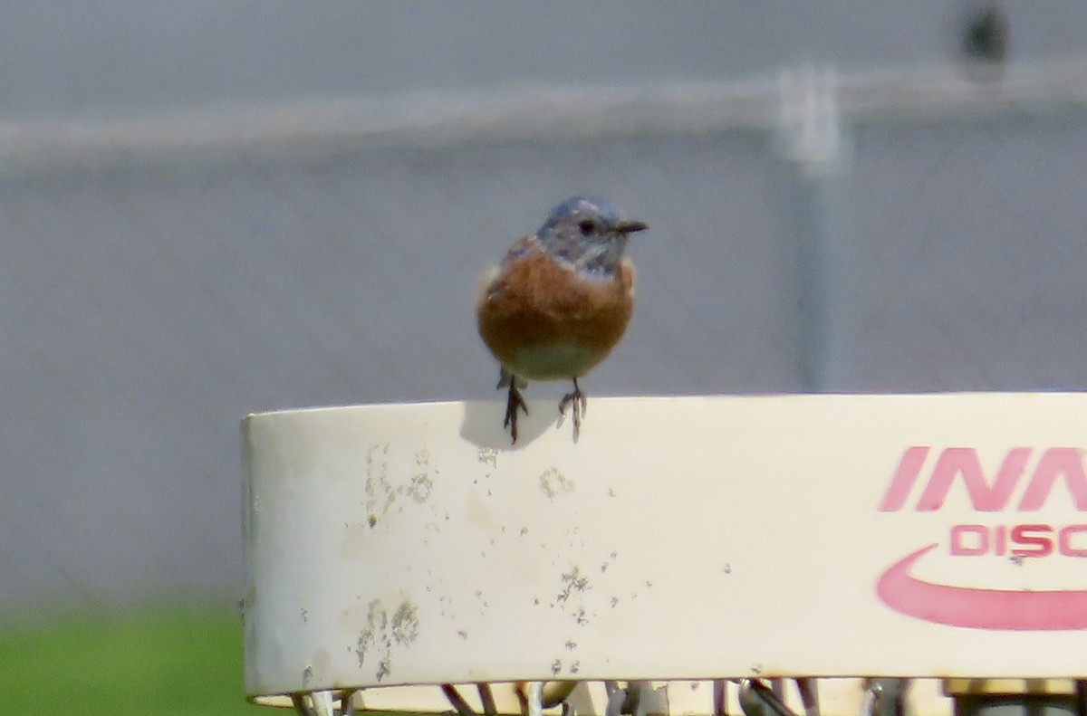 Western Bluebird - ML624109118