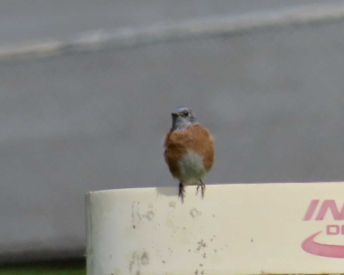 Western Bluebird - Petra Clayton