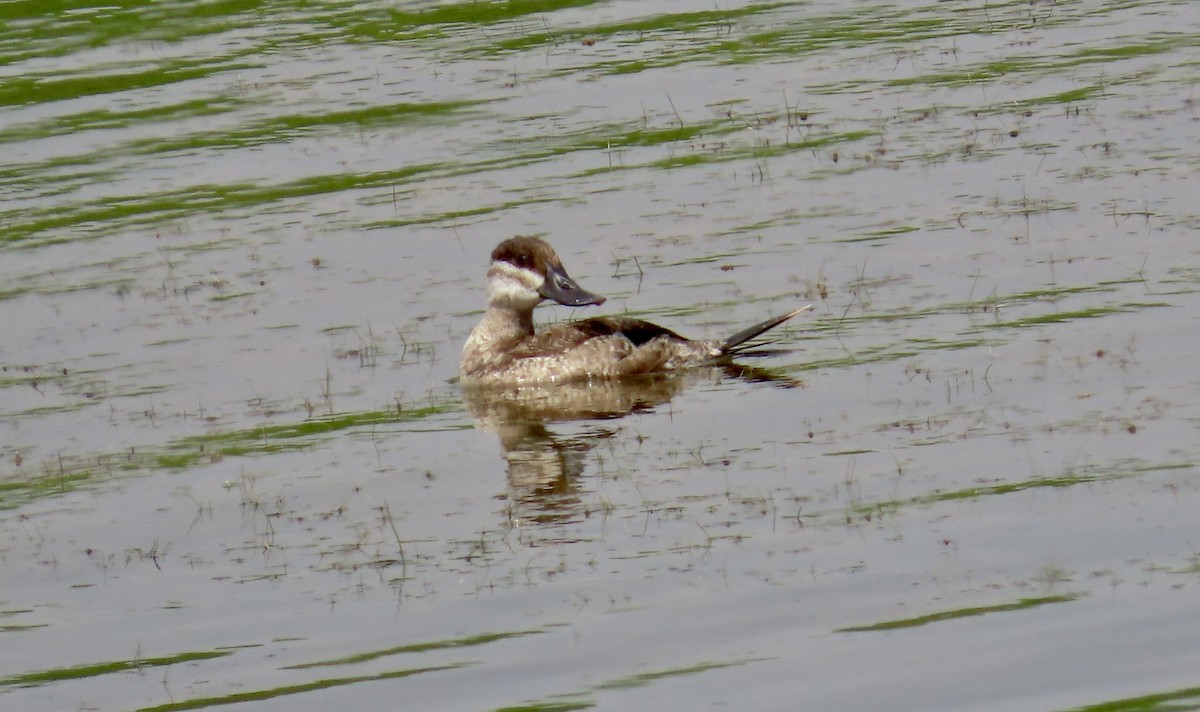 Érismature rousse - ML624109128