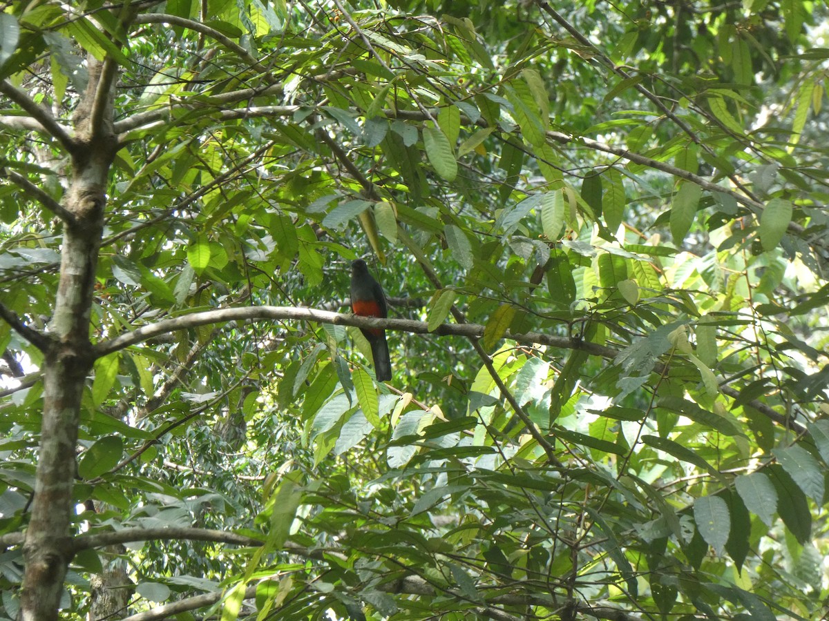 oransjenebbtrogon - ML624109140