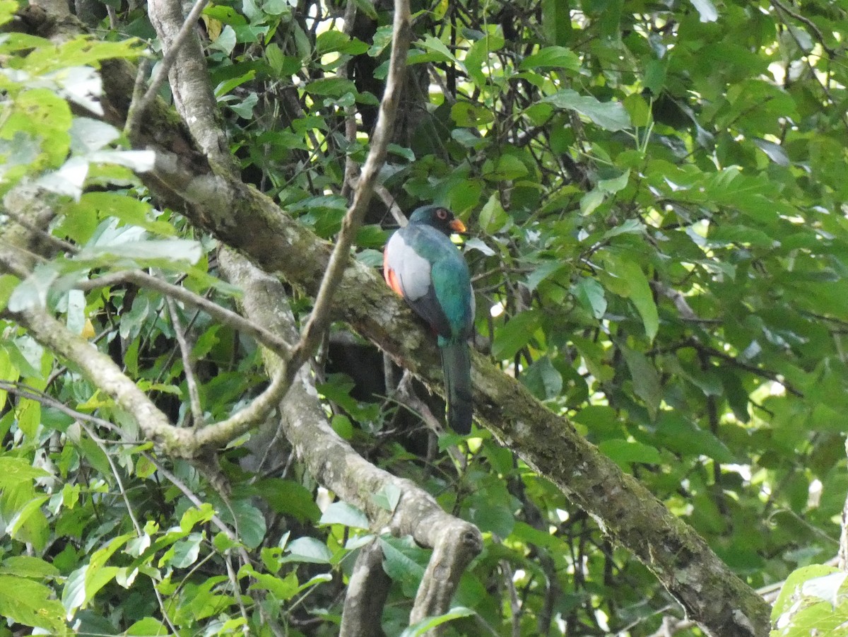 Schieferschwanztrogon - ML624109143