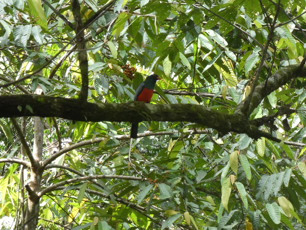 oransjenebbtrogon - ML624109146