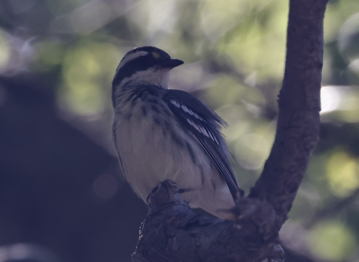 Black-throated Gray Warbler - ML624109147