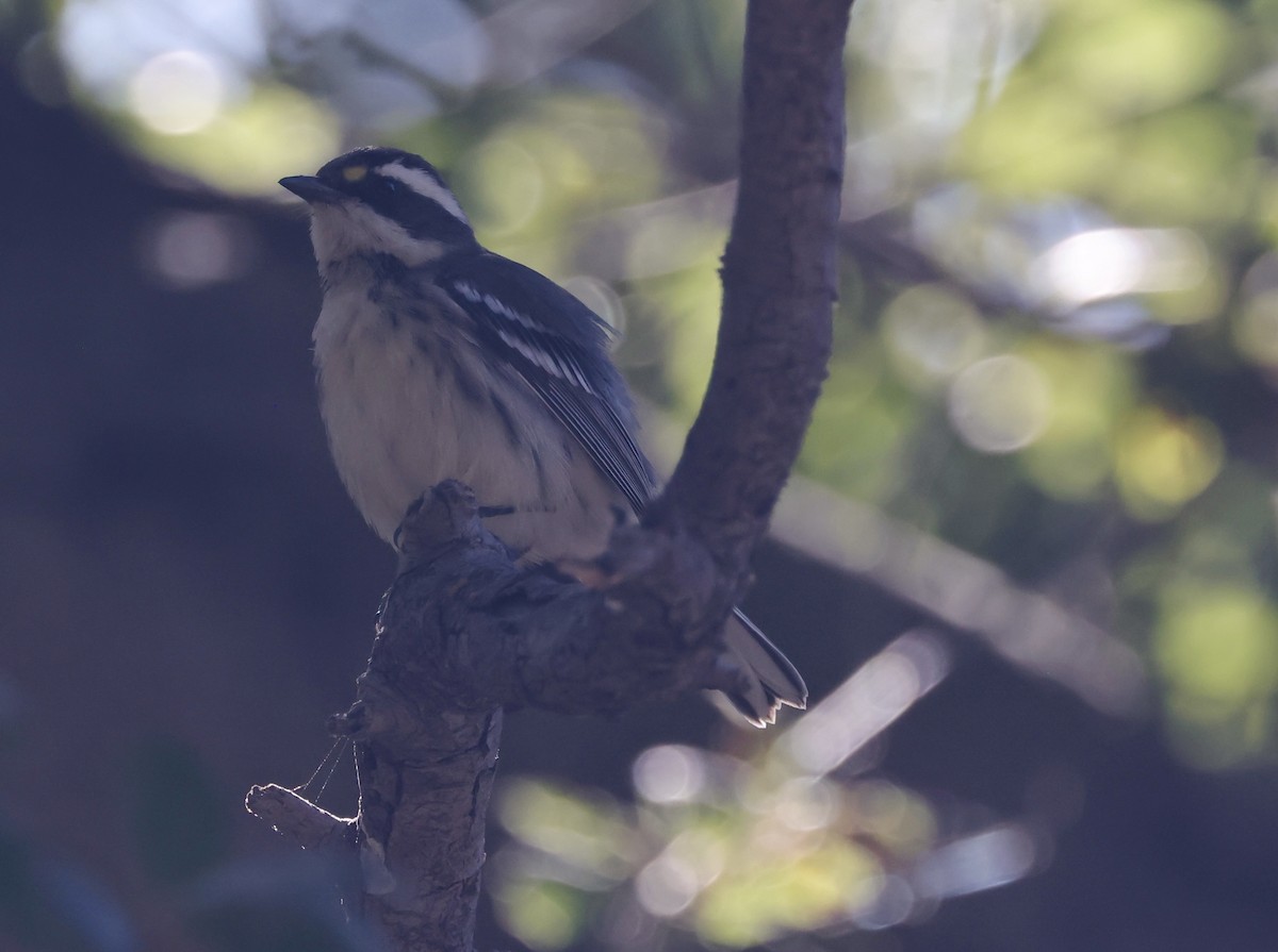 Black-throated Gray Warbler - ML624109148