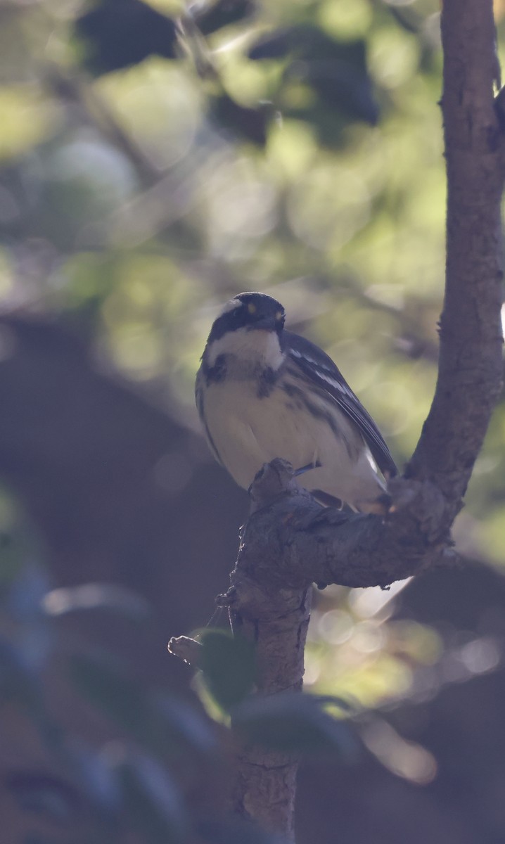 Black-throated Gray Warbler - ML624109149