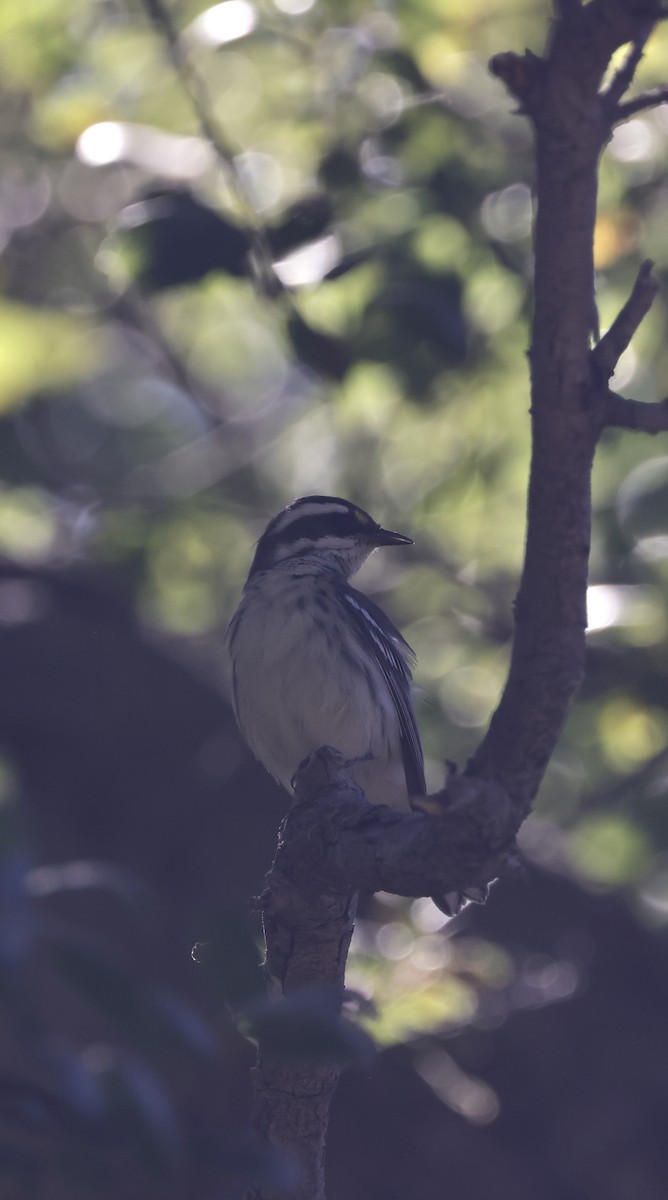 Black-throated Gray Warbler - ML624109150