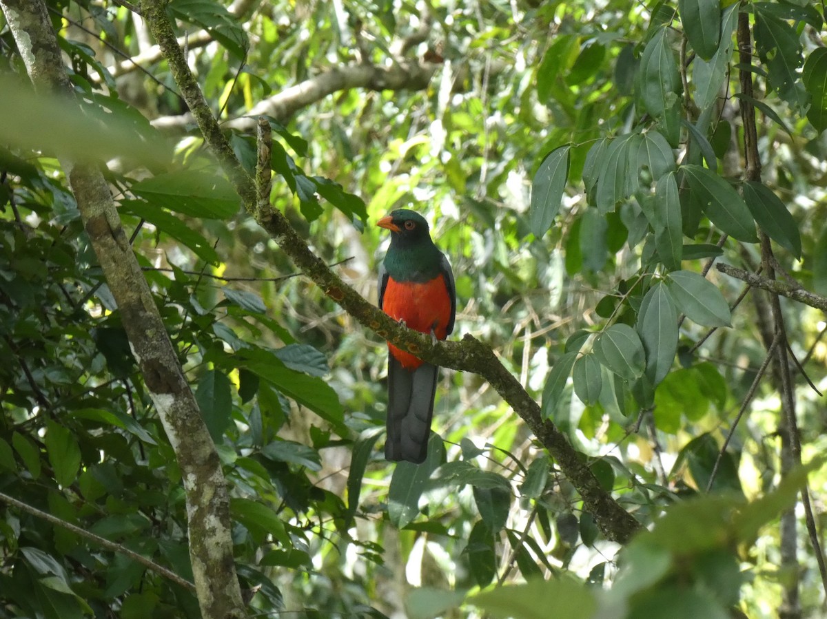 oransjenebbtrogon - ML624109162