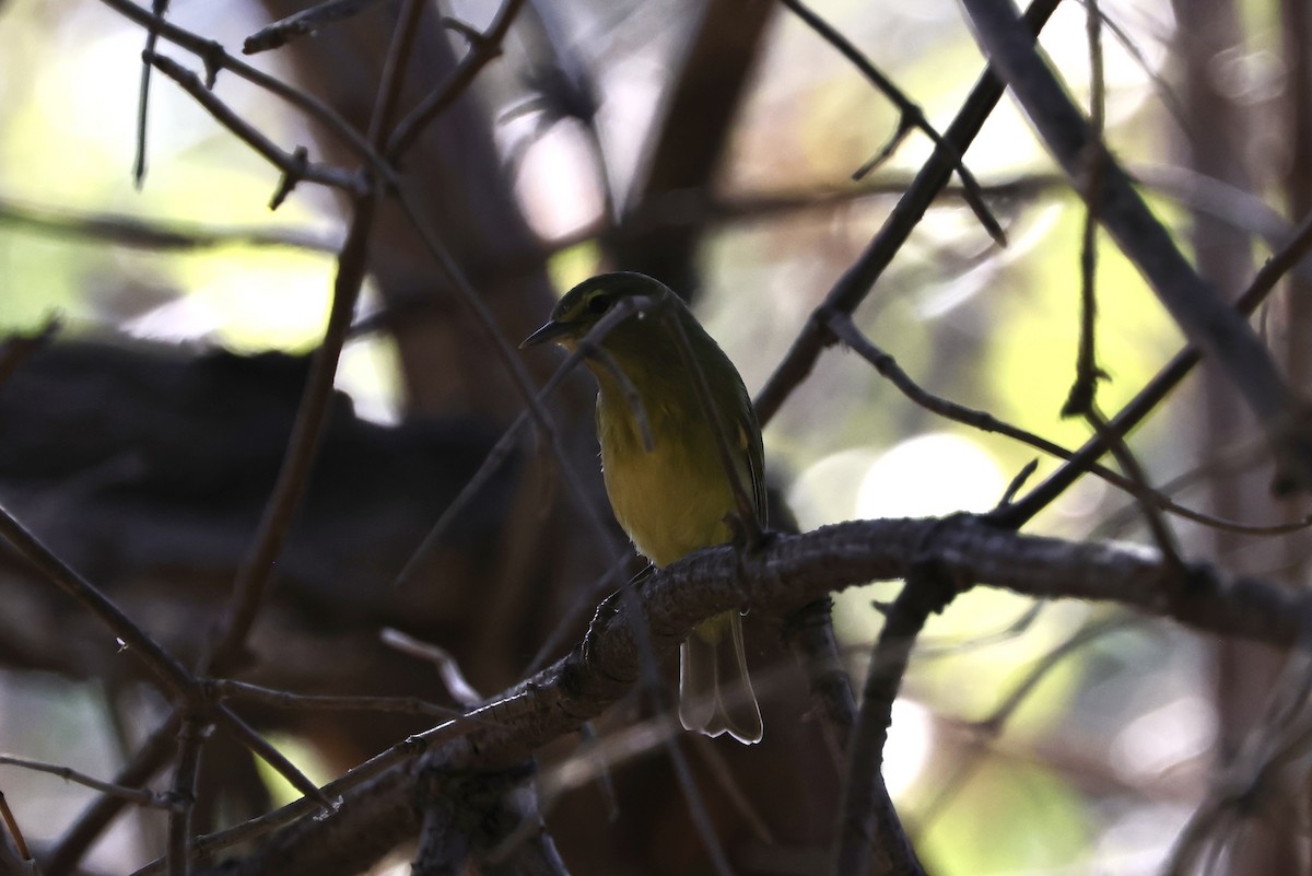 Orange-crowned Warbler - ML624109165