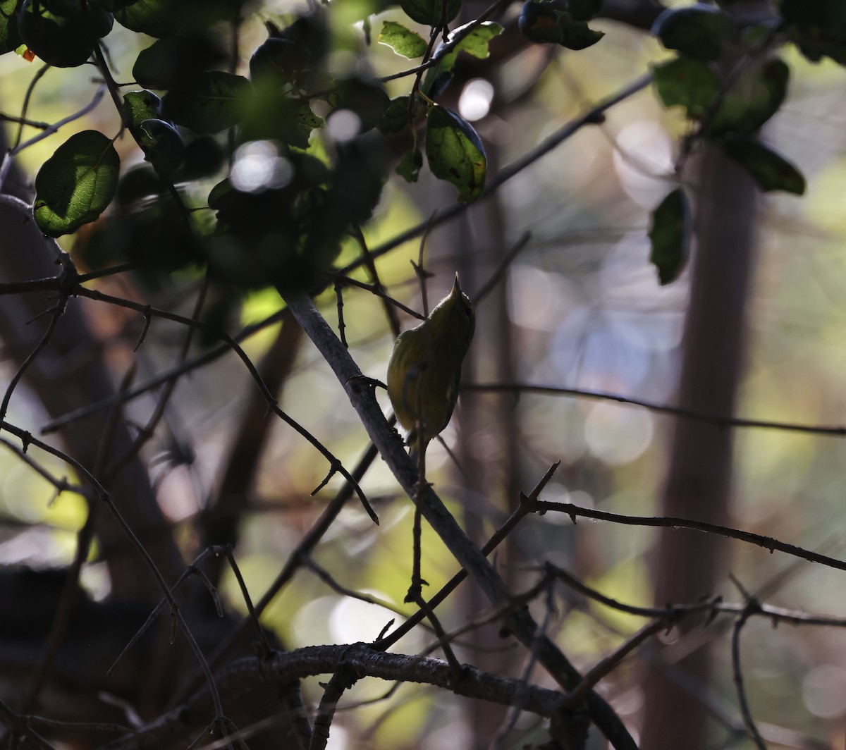 Orange-crowned Warbler - ML624109166