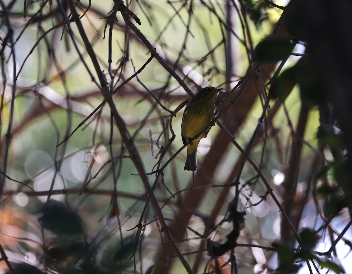 Orange-crowned Warbler - J. Breckenridge