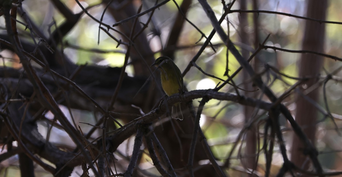 Orange-crowned Warbler - ML624109168