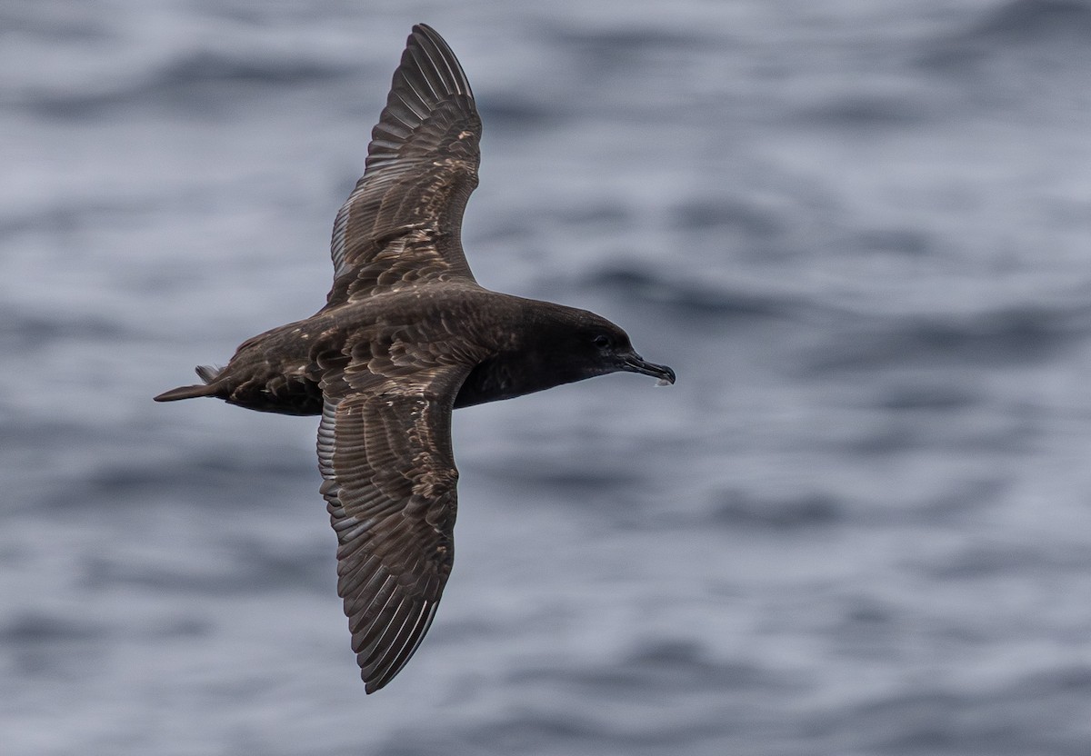 Sooty Shearwater - Kevin Bartram