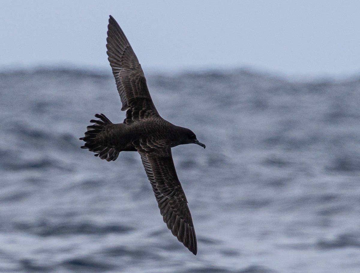 Sooty Shearwater - ML624109171