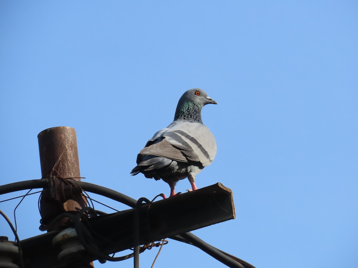 Rock Pigeon (Feral Pigeon) - ML624109175