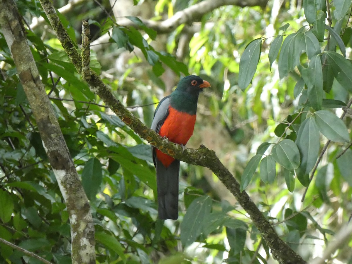 oransjenebbtrogon - ML624109177