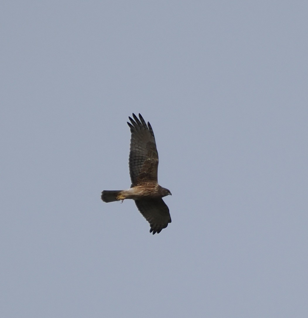 Swamp Harrier - ML624109185